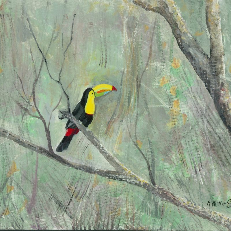 Toucan