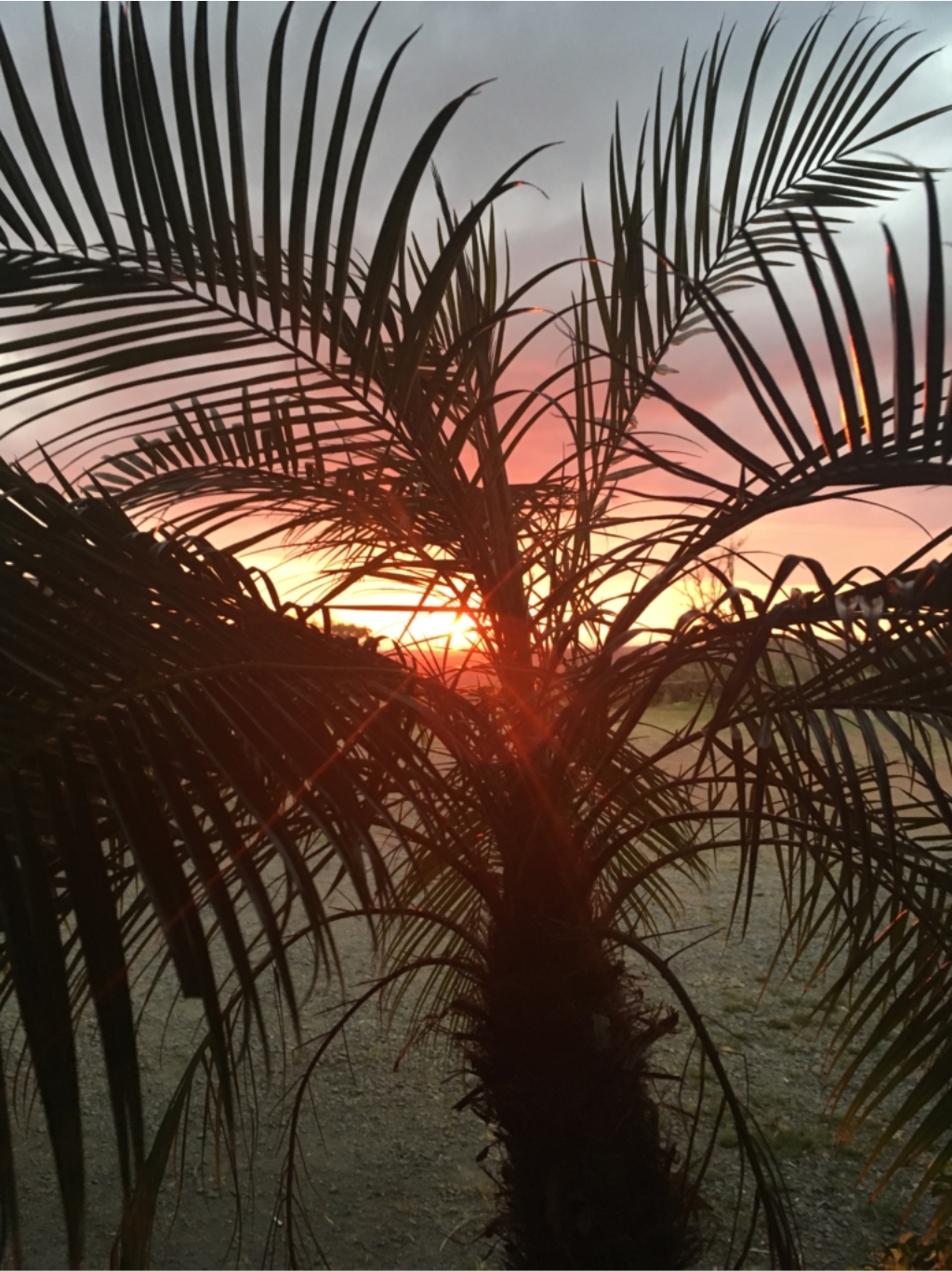 Sunset, Palm Tree