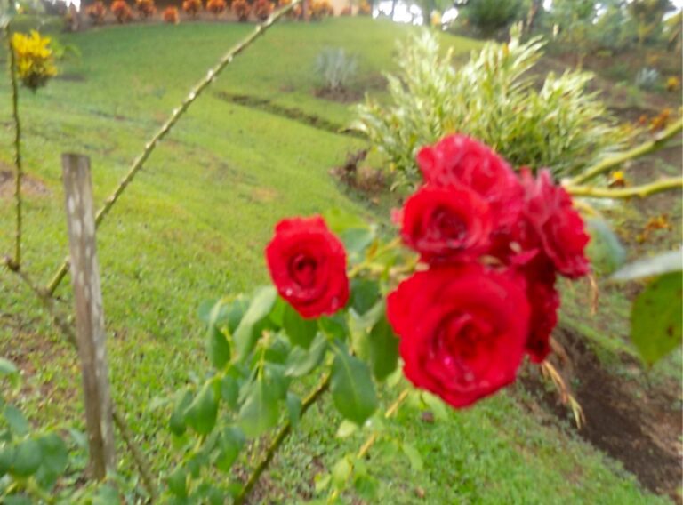 Red Flowers, Costa Rica