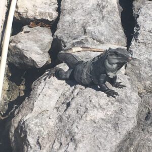 Iguana, Mexico