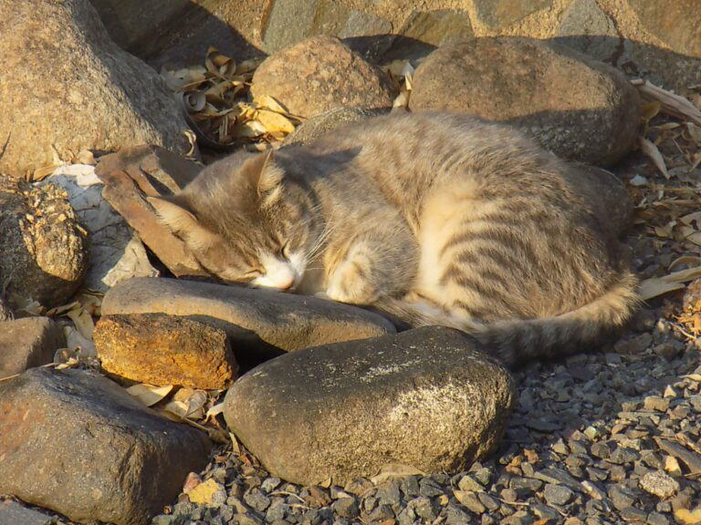 Cat curled up Sleeping