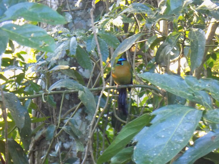 Turquoise Browed Mot