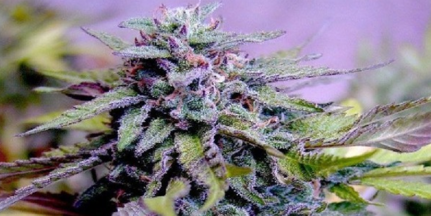 Granddaddy Purple Plant, Strain